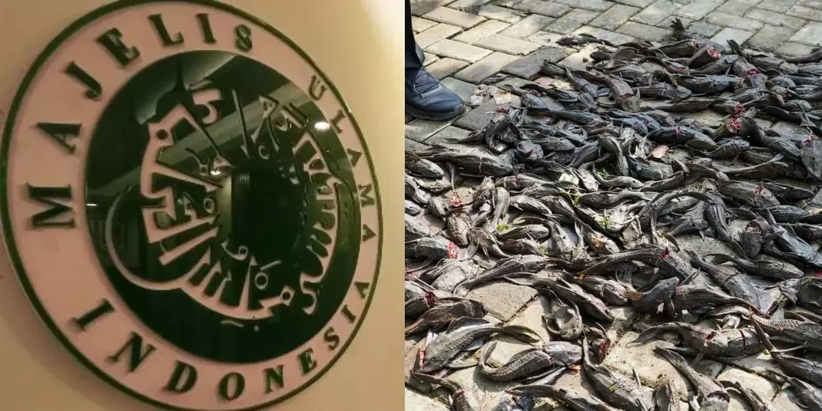 MUI Kritik Metode Pemusnahan Ikan Sapu-Sapu DKI: "Mengubur Hidup-Hidup Itu Zalim"